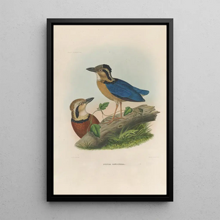A monograph of the Pittidae or family of ant-eaters Pl05 - Daniel Giraud Elliot — framed artwork on a wall