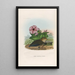 Reproduction of the painting A monograph of the Pittidae or family of anteaters Pl06 - Daniel Giraud Elliot