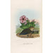 Reproduction of the painting A monograph of the Pittidae or family of anteaters Pl06 - Daniel Giraud Elliot