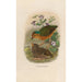 A monograph of the Pittidae or family of anteaters Pl07 - Daniel Giraud Elliot — artwork view