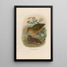 A monograph of the Pittidae or family of anteaters Pl07 - Daniel Giraud Elliot — framed artwork on a wall