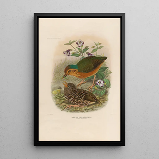 A monograph of the Pittidae or family of anteaters Pl07 - Daniel Giraud Elliot — framed artwork on a wall