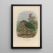 Reproduction of the painting A monograph of the Pittidae or family of anteaters Pl08 - Daniel Giraud Elliot
