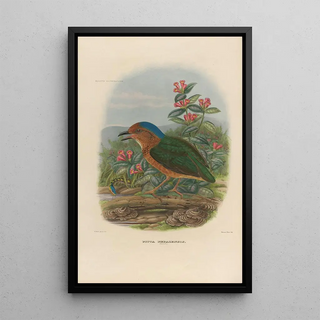Reproduction of the painting A monograph of the Pittidae or family of anteaters Pl08 - Daniel Giraud Elliot