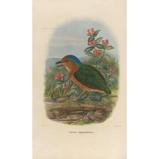 Reproduction of the painting A monograph of the Pittidae or family of anteaters Pl08 - Daniel Giraud Elliot