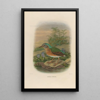 A monograph of the Pittidae or family of anteaters Pl09 - Daniel Giraud Elliot — framed artwork on a wall
