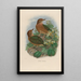 Reproduction of the painting A monograph of the Pittidae or family of anteaters Pl10 - Daniel Giraud Elliot