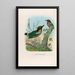 A monograph of the Pittidae or family of anteaters Pl11 - Daniel Giraud Elliot — framed artwork on a wall