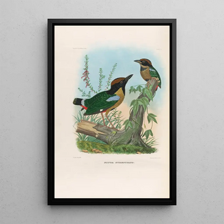 A monograph of the Pittidae or family of anteaters Pl11 - Daniel Giraud Elliot — framed artwork on a wall