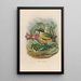 Reproduction of the painting A monograph of the Pittiidae or family of anteaters Pl12 - Daniel Giraud Elliot