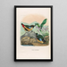 A monograph of the Pittidae or family of anteaters Pl13 - Daniel Giraud Elliot — framed artwork on a wall