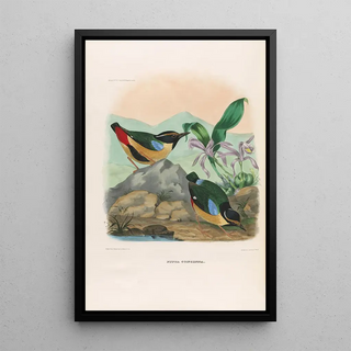 A monograph of the Pittidae or family of anteaters Pl13 - Daniel Giraud Elliot — framed artwork on a wall