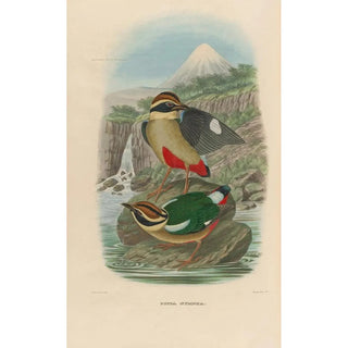A monograph of the Pittidae or family of anteaters Pl14 - Daniel Giraud Elliot — artwork view