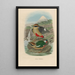 A monograph of the Pittidae or family of anteaters Pl14 - Daniel Giraud Elliot — framed artwork on a wall