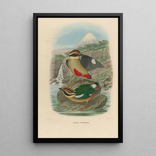A monograph of the Pittidae or family of anteaters Pl14 - Daniel Giraud Elliot — framed artwork on a wall