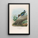 Reproduction of the painting A monograph of the Pittidae or family of ant-eaters Pl15 - Daniel Giraud Elliot