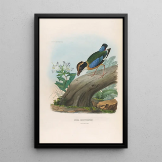 Reproduction of the painting A monograph of the Pittidae or family of ant-eaters Pl15 - Daniel Giraud Elliot
