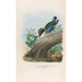 Reproduction of the painting A monograph of the Pittidae or family of ant-eaters Pl15 - Daniel Giraud Elliot