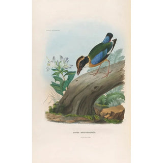 Reproduction of the painting A monograph of the Pittidae or family of ant-eaters Pl15 - Daniel Giraud Elliot