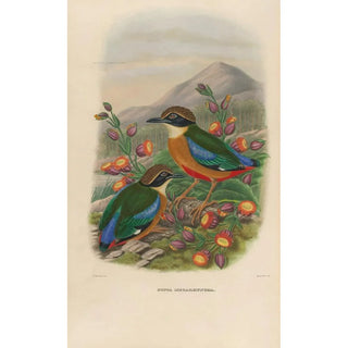 A monograph of the Pittiidae or family of anteaters Pl16 - Daniel Giraud Elliot — artwork view