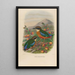 A monograph of the Pittiidae or family of anteaters Pl16 - Daniel Giraud Elliot — framed artwork on a wall
