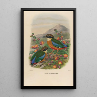 A monograph of the Pittiidae or family of anteaters Pl16 - Daniel Giraud Elliot — framed artwork on a wall