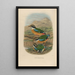 Reproduction of the painting A monograph of the Pittidae or family of anteaters Pl17 - Daniel Giraud Elliot