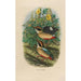A monograph of the Pittidae or family of anteaters Pl18 - Daniel Giraud Elliot — artwork view