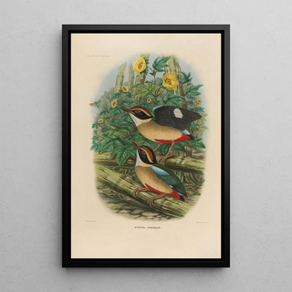 A monograph of the Pittidae or family of anteaters Pl18 - Daniel Giraud Elliot — framed artwork on a wall