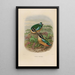 Reproduction of the painting A monograph of the Pittidae or family of anteaters Pl19 - Daniel Giraud Elliot