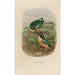 Reproduction of the painting A monograph of the Pittidae or family of anteaters Pl19 - Daniel Giraud Elliot