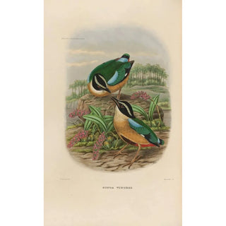 Reproduction of the painting A monograph of the Pittidae or family of anteaters Pl19 - Daniel Giraud Elliot