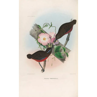 A monograph of the Pittidae or family of anteaters Pl21 - Daniel Giraud Elliot — artwork view