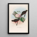 A monograph of the Pittidae or family of anteaters Pl21 - Daniel Giraud Elliot — framed artwork on a wall