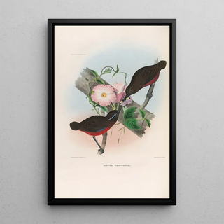 A monograph of the Pittidae or family of anteaters Pl21 - Daniel Giraud Elliot — framed artwork on a wall