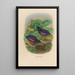 Reproduction of the painting A monograph of the Pittiidae or family of anteaters Pl22 - Daniel Giraud Elliot
