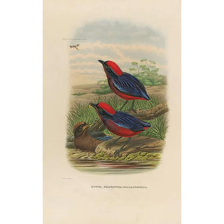 A monograph of the Pittidae or family of anteaters Pl23 - Daniel Giraud Elliot — artwork view