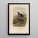 A monograph of the Pittidae or family of anteaters Pl23 - Daniel Giraud Elliot — framed artwork on a wall