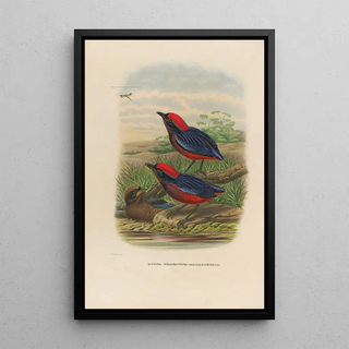 A monograph of the Pittidae or family of anteaters Pl23 - Daniel Giraud Elliot — framed artwork on a wall