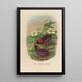 A monograph of the Pittidae or family of anteaters Pl24 - Daniel Giraud Elliot — framed artwork on a wall