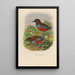 A monograph of the Pittidae or family of anteaters Pl26 - Daniel Giraud Elliot — framed artwork on a wall