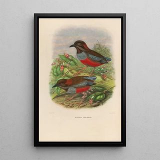 A monograph of the Pittidae or family of anteaters Pl26 - Daniel Giraud Elliot — framed artwork on a wall
