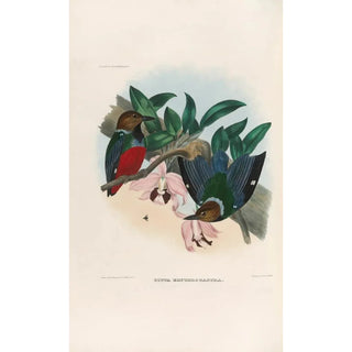 Reproduction of the painting A monograph of the Pittidae or family of anteaters Pl27 - Daniel Giraud Elliot