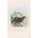 A monograph of the Pittidae or family of anteaters Pl28 - Daniel Giraud Elliot — artwork view