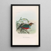 A monograph of the Pittidae or family of anteaters Pl28 - Daniel Giraud Elliot — framed artwork on a wall