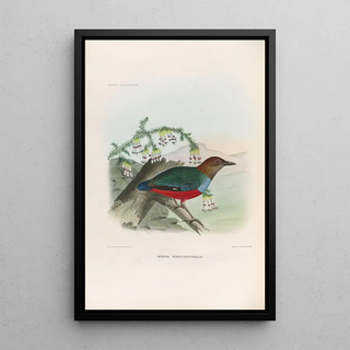 A monograph of the Pittidae or family of anteaters Pl28 - Daniel Giraud Elliot — framed artwork on a wall