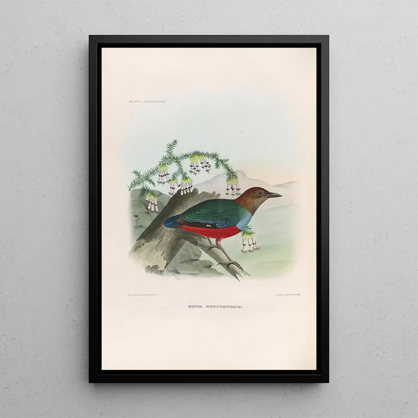 A monograph of the Pittidae or family of anteaters Pl28 - Daniel Giraud Elliot — framed artwork on a wall