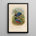 Reproduction of the painting A monograph of the Pittidae or family of ant-eaters Pl29 - Daniel Giraud Elliot