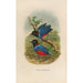 Reproduction of the painting A monograph of the Pittidae or family of ant-eaters Pl29 - Daniel Giraud Elliot