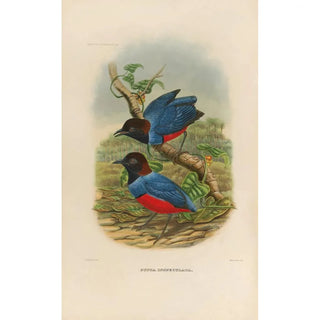 Reproduction of the painting A monograph of the Pittidae or family of ant-eaters Pl29 - Daniel Giraud Elliot